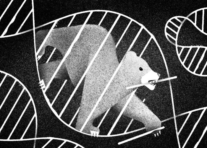 How to Survive a Bear Attack – Editorial